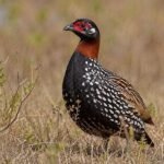 Black Francolin