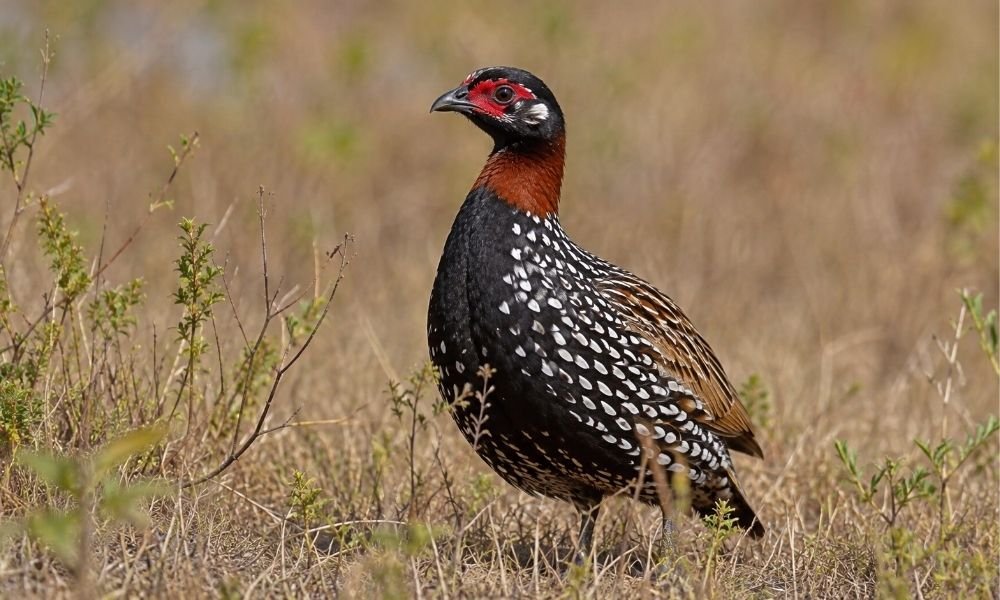 Black Francolin