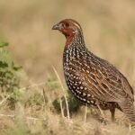 Painted Francolin