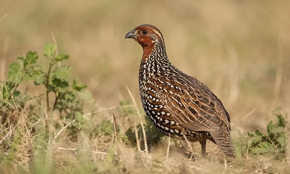 Painted Francolin