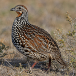 Chinese Francolin